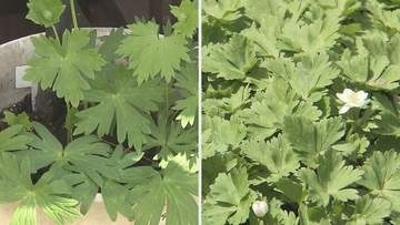 夫婦で山菜採り「トリカブト」を「ニリンソウ」と間違い80代男性が中毒死　山菜の見分け方は