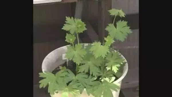 夫婦で山菜採り「トリカブト」を「ニリンソウ」と間違い80代男性が中毒死　山菜の見分け方は