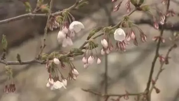 サクラ前線が札幌にも到達　札幌でも開花発表　平年より13日去年より5日早く観測史上2番目に早い開花