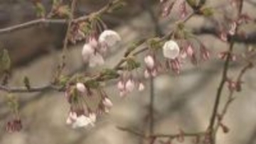 サクラ前線が札幌にも到達　札幌でも開花発表　平年より13日去年より5日早く観測史上2番目に早い開花