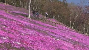 甘い香りとピンクの絶景！北海道滝上町でシバザクラが見頃