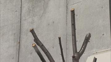 札幌市西区　早咲きで有名なサクラの枝が伐採　周辺住民から惜しむ声「毎年すごく楽しみに」