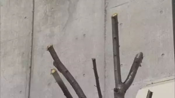 札幌市西区　早咲きで有名なサクラの枝が伐採　周辺住民から惜しむ声「毎年すごく楽しみに」