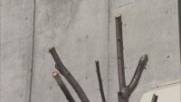 札幌市西区　早咲きで有名なサクラの枝が伐採　周辺住民から惜しむ声「毎年すごく楽しみに」