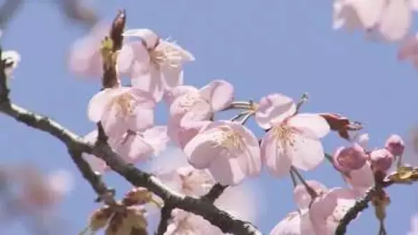 札幌にサクラの便り　週末の陽気で開花進む　円山公園のサクラは今週末が見頃か　花見シーズン到来