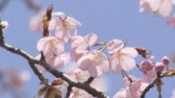 札幌にサクラの便り　週末の陽気で開花進む　円山公園のサクラは今週末が見頃か　花見シーズン到来