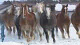 「【馬追い】「躍動感すごくて感動」巨体の群れが力走　雪原に地響き　【折り紙】3×3m超巨大サイズの「馬」」の画像1