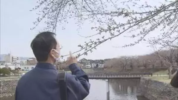 【桜前線】函館市・五稜郭公園　まだ1輪も確認できず　ソメイヨシノの標本木を気象台職員が観測