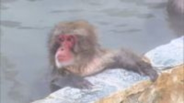 厳しい寒さの中　仲良く露天風呂で毛づくろいする“サル”　函館市内　けさの気温1℃