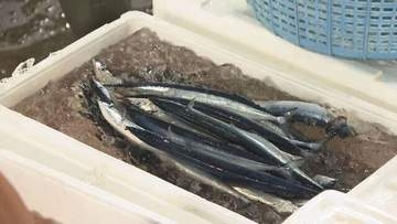 1kg44万円！道東沖の初物サンマ、去年の最高値を大幅に塗り替える　釧路市