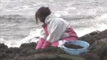 みそ汁に入れると絶品　北海道様似町「寒ふのり」漁が始まる　波打ち際で漁師が収穫