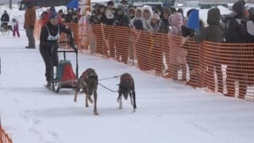 犬たちの甲子園　国内最大規模の犬ぞりレースジャパンカップ全国犬ぞり稚内大会開催