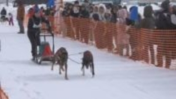 犬たちの甲子園　国内最大規模の犬ぞりレースジャパンカップ全国犬ぞり稚内大会開催