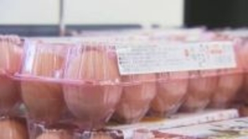 鳥肉・卵 食卓に影響は　高病原性鳥インフルエンザ疑い　ニワトリ約19万羽の殺処分開始　道内食肉用の約3％