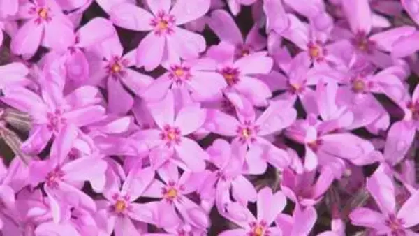 最大12連休へ！札幌の平岡公園では梅が開花、GW中盤に見ごろ予想