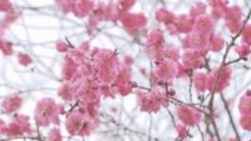 GW最大12連休へ！平岡公園の梅、滝上町の芝ざくら…春爛漫の道内観光スポットを紹介