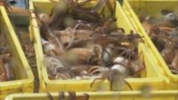 函館朝市の名物「イカの釣り堀り」が復活　小型船スルメイカ漁再開後「活イカ」270kg初水揚げ