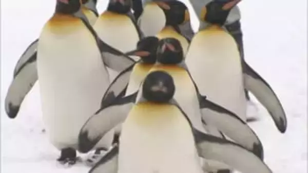 よちよち歩きに「キュート！」来園客が釘付け　運動不足解消に冬恒例「ペンギンの散歩」始まる　旭山動物園