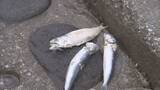「なぜ？函館の海岸にイワシ大量漂着！露天風呂も入浴禁止に 道南で相次ぐ深刻な漁業被害 その原因とは？」の画像1