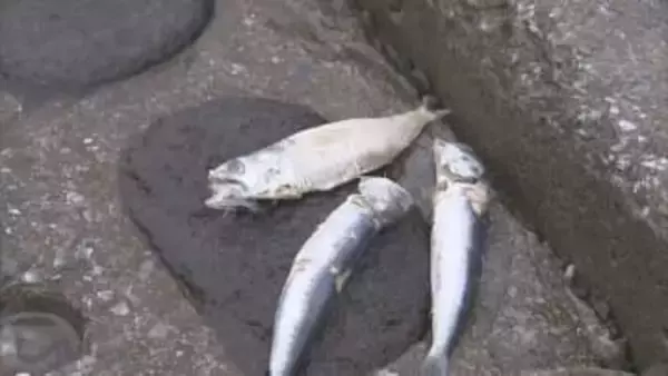 なぜ？函館の海岸にイワシ大量漂着！露天風呂も入浴禁止に 道南で相次ぐ深刻な漁業被害 その原因とは？