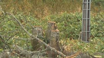 「くしろ湿原ノロッコ号」のラストランの日に木を切断した疑い　会社員の男を送検