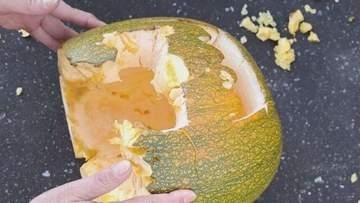 北海道枝幸町の小学校にクマ　近くの保育所ではハロウィンのカボチャ食べられるなど被害相次ぎ臨時休校に