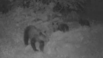 札幌市でクマ駆除が過去最多17頭に　相次ぐ出没、背景には「どんぐり凶作」