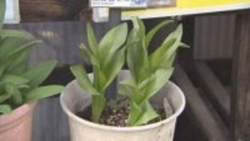 札幌・70代女性　猛毒「コルヒチン」含む「イヌサフラン」を山菜の「ギョウジャニンニク」と誤って食べ死亡