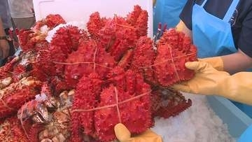 トゲトゲの花咲ガニ vs 早食い挑戦者「とにかくかぶりついて…」今年はカニ3.5トンを用意　根室かに祭り