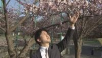 【札幌・円山公園中継】一足早いお花見  満開予想は今週末25日　つぼみから満開への「経過を楽しむ」