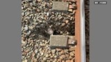 JR千歳線で線路下の路盤に陥没見つかる　影響で特急北斗など10本が運休　原因は調査中 JR北海道