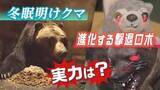 「空腹…冬眠明けクマ出没相次ぐ　全国から注文殺到！クマ撃退ロボ「モンスターウルフ」が進化　実力は？」の画像1