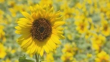 北海道網走に"黄色い絶景"　広大な畑を染める「夏のひまわり」40万本が満開