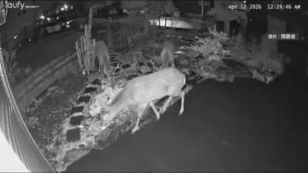 シカ被害の現場映像　住宅の庭で入れ替わり100本以上のチューリップをむさぼる　札幌・西区