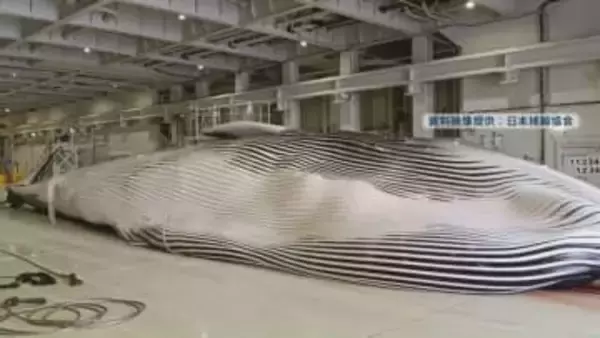 "クジラの王様" 体長20m超のナガスクジラを捕獲　巨大捕鯨母船が苫小牧港に初入港　生肉を道内の市場へ