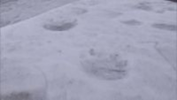 冬眠明けか？函館市内でクマの出没情報相次ぐ　中学校校庭に大小クマの足跡　親子の可能性も　警戒呼びかけ