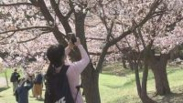 鹿追で25.9度　今季初の夏日　札幌では円山公園に花見客　静内では二十間道路で「しずない桜まつり」