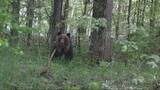「北海道・南富良野町のかなやま湖近くで体長1.5mのクマが突進！「怖かった」目撃者に被害なし、町が警戒強化」の画像1