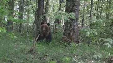 北海道・南富良野町のかなやま湖近くで体長1.5mのクマが突進！「怖かった」目撃者に被害なし、町が警戒強化