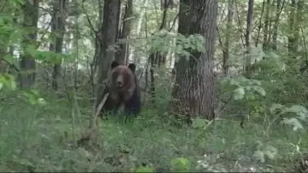 北海道・南富良野町のかなやま湖近くで体長1.5mのクマが突進！「怖かった」目撃者に被害なし、町が警戒強化