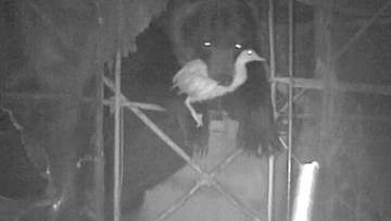 【独自】養鶏場からカモをくわえて立ち去るヒグマをとらえた　今年だけで80羽が被害　北海道岩見沢市