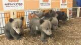 「元気いっぱい！登別クマ牧場　今年生まれの8頭の子グマが一般公開へ　10年で最多」の画像1