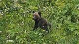 「士別市の朝日町でクマ1頭が出没し「緊急銃猟」によるクマの駆除　緊急銃猟は去年10月以来道内2例目」の画像1