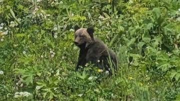 士別市の朝日町でクマ1頭が出没し「緊急銃猟」によるクマの駆除　緊急銃猟は去年10月以来道内2例目