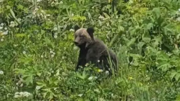 士別市の朝日町でクマ1頭が出没し「緊急銃猟」によるクマの駆除　緊急銃猟は去年10月以来道内2例目