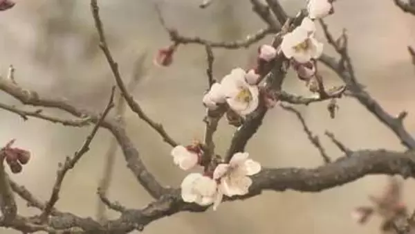 【速報】札幌でサクラの開花を発表　平年より13日早く　昨年より5日早い