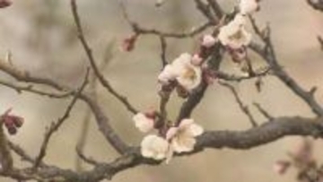 【速報】札幌でサクラの開花を発表　平年より13日早く　昨年より5日早い