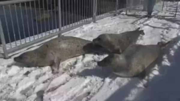 「丸々としたアザラシ見て」おたる水族館で毎年恒例のアザラシ“引っ越し作業”