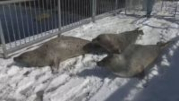 「丸々としたアザラシ見て」おたる水族館で毎年恒例のアザラシ“引っ越し作業”