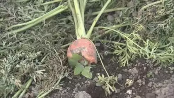 ニンジン1700本食い荒らされ…北海道でクマの目撃相次ぐ　別海町の国道に親子グマ　函館ではニンジン畑被害